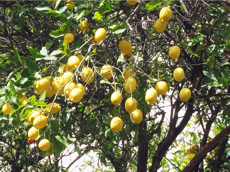 アマルフィ海岸のレモンの木々