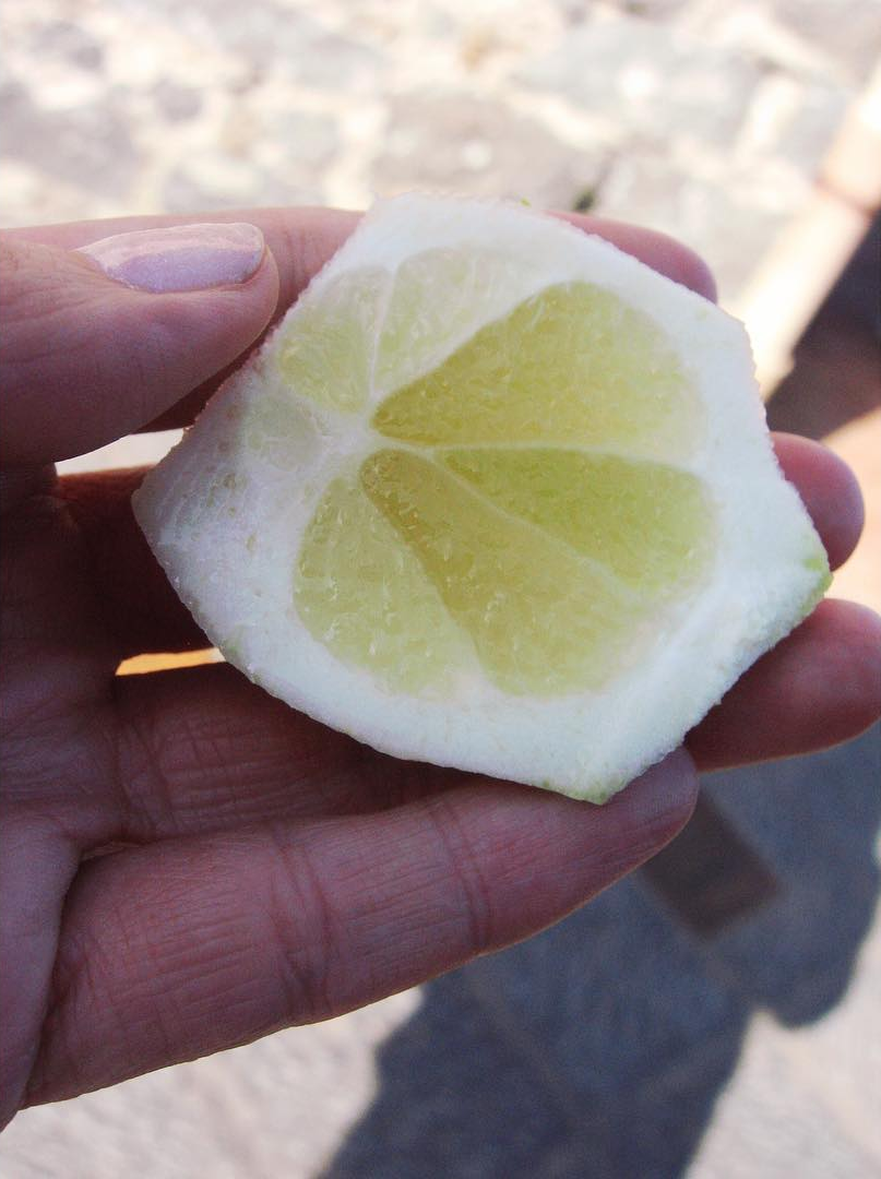 シチリアのアグリツーリズモのレモン